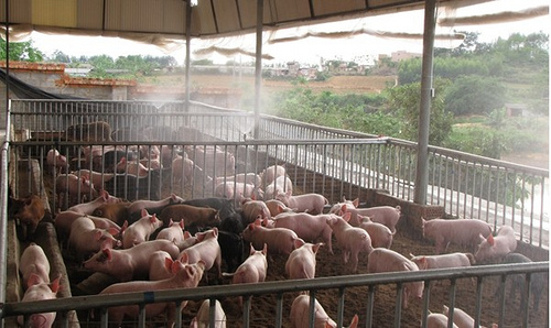Hệ thống phun sương làm mát cho các trang trại nông nghiệp